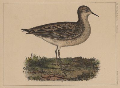 Birds, Plate VI by American School